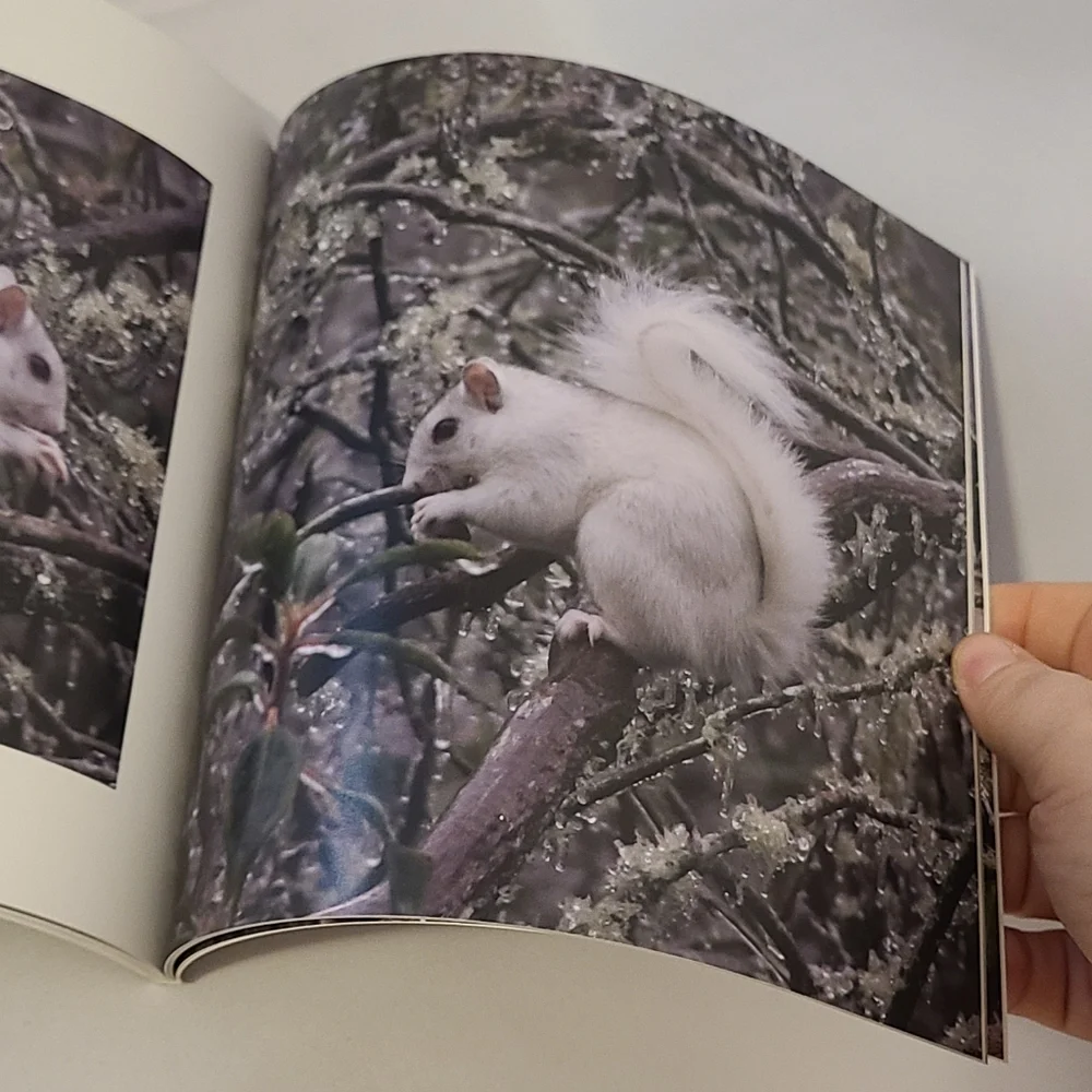 Book The White Squirrels Of North Carolina By Don Weiser 👓